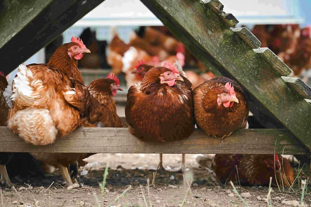 Happy hens on the farm