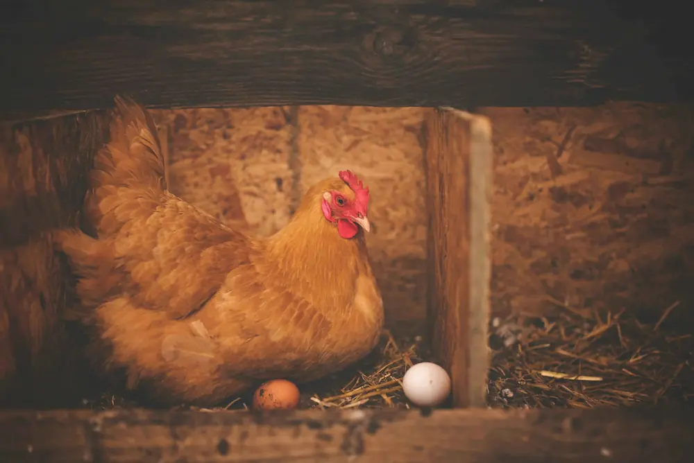 Farm Chickens