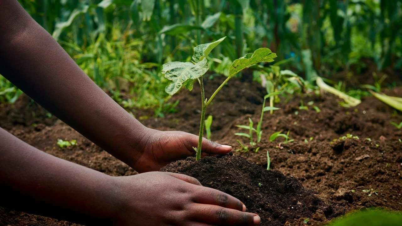 Eggshell Fertilizer