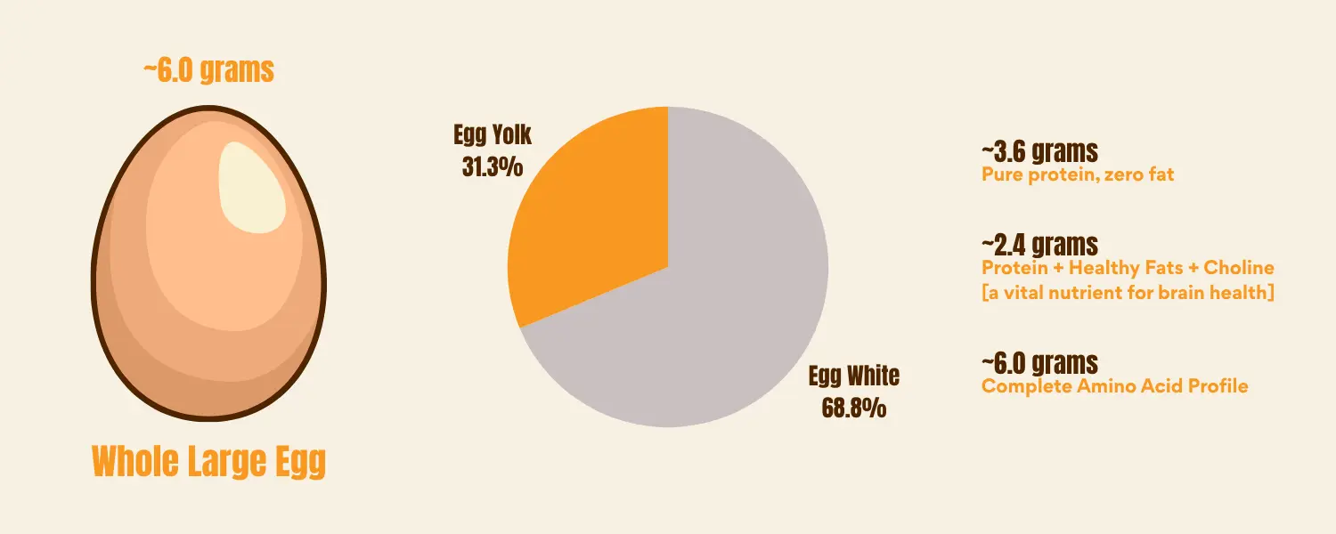Protein in an Egg Chart - Egg Sheg