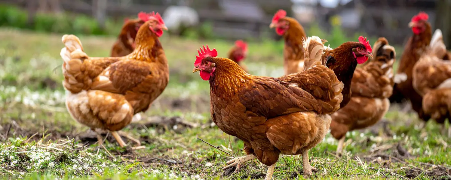 Brown free-range hens foraging outdoors on fresh green grass near their coop