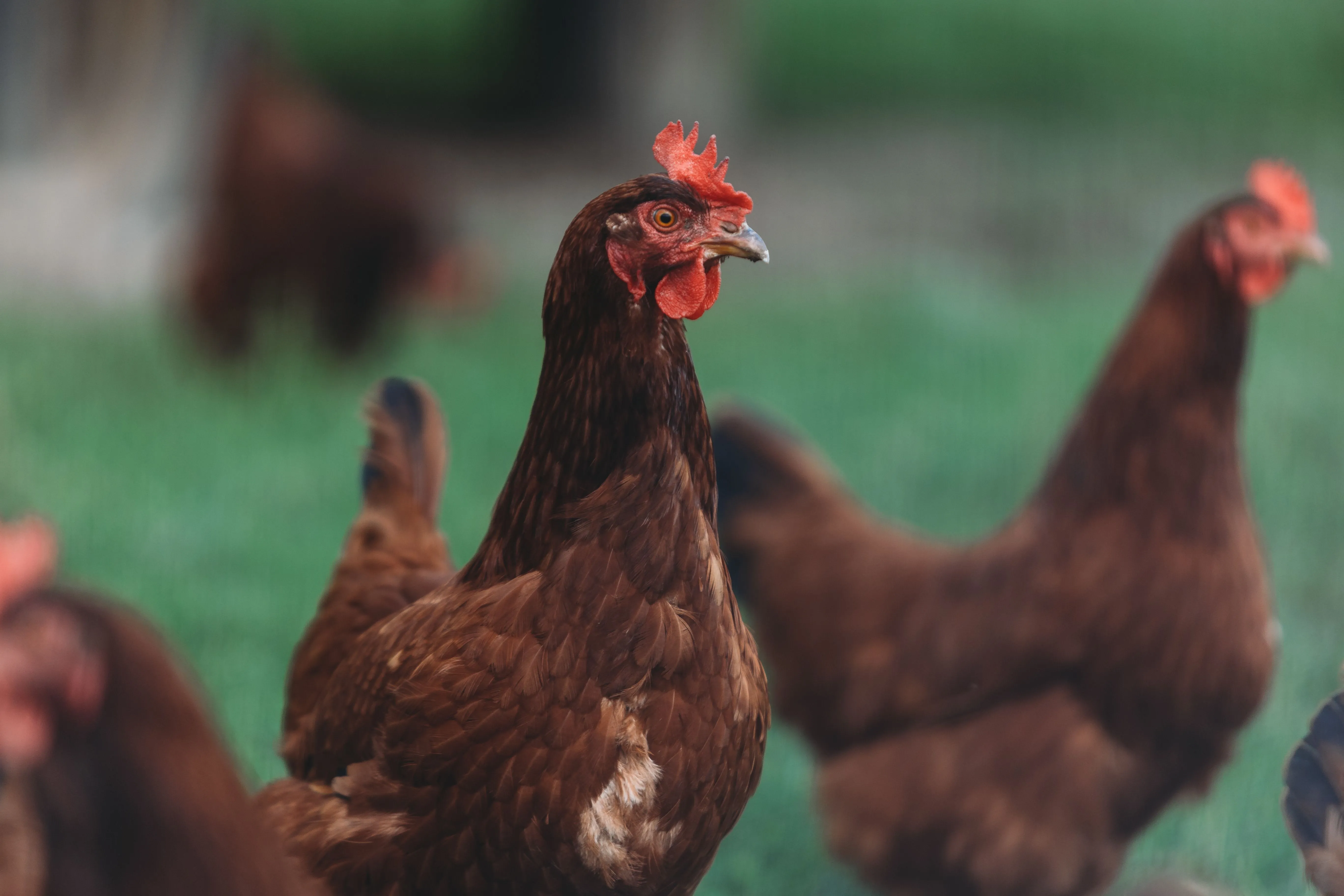 Brown (Desi) Eggs delivered fresh across Lahore by Egg Sheg