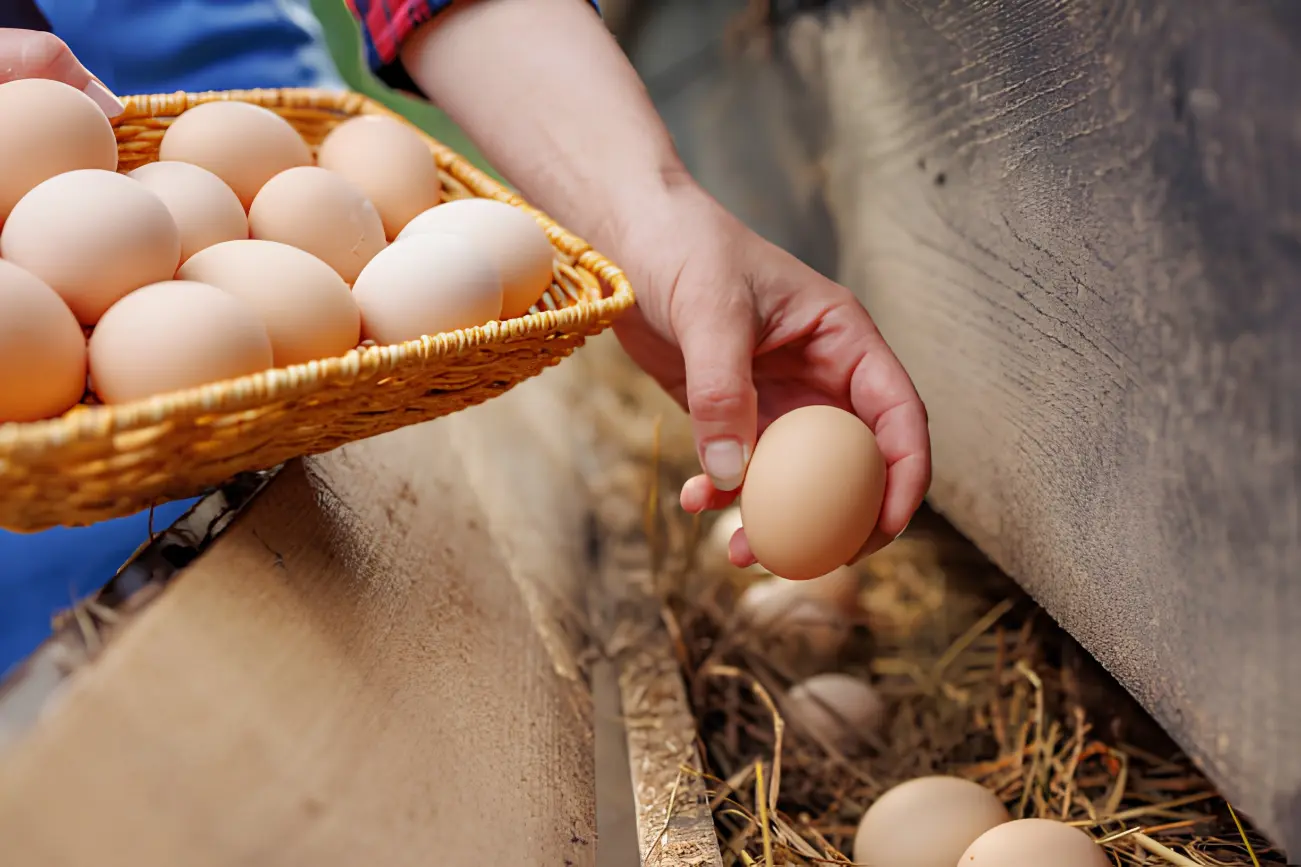 Egg Sheg brown desi egg with deep amber yolk — naturally rich in omega-3
